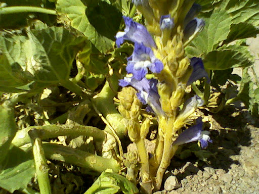 الهالوك Broomrape